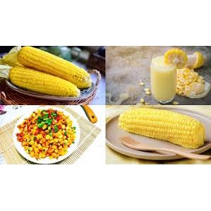 (Gói 15 hạt)Hạt giống ngô ngọt ( bắp mỹ ) dễ trồng kháng bệnh tốt năng suất cao