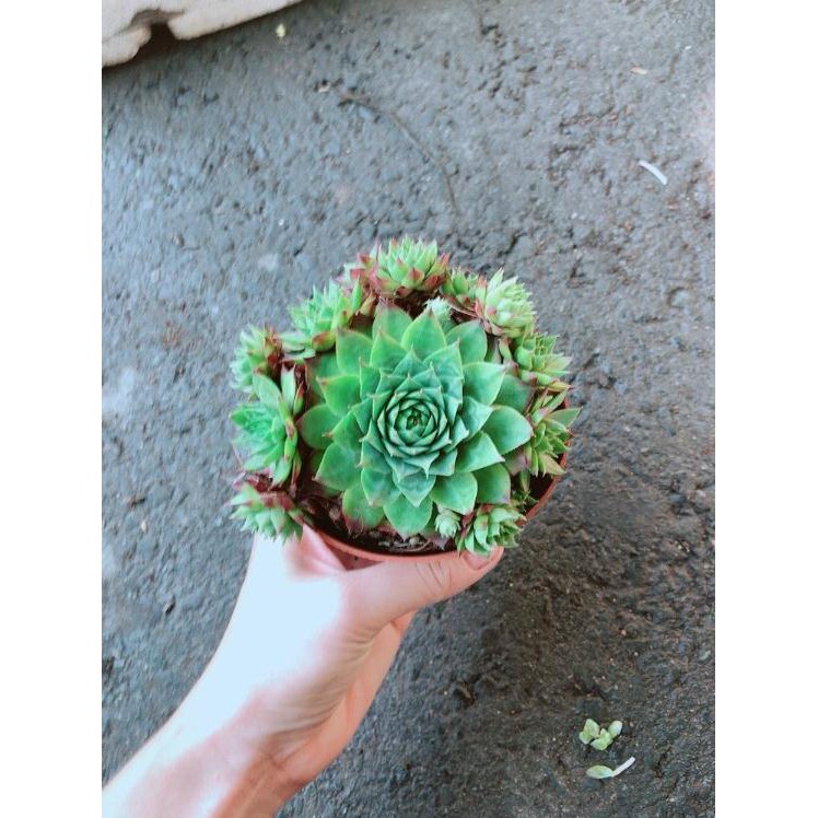 Chậu Phật Bà Xanh Bán Chạy