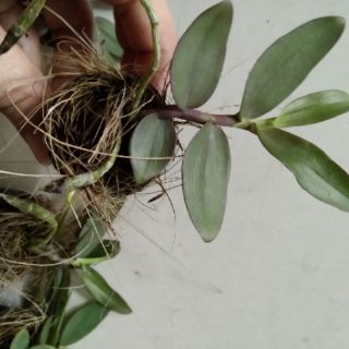 Phi điệp Châu Như gieo hạt