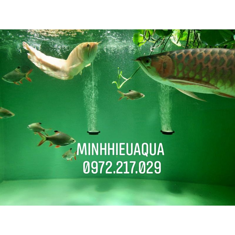 Dĩa sủi đĩa sủi khí  ALO 80ACS, ALO-80ACS  Đài Loan