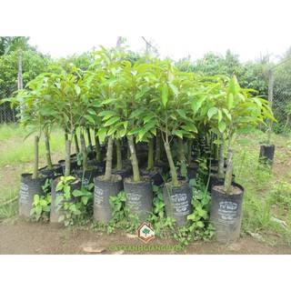 Cây Giống Sầu Riêng Thái Ghép Chuẩn Cao Trên 80cm