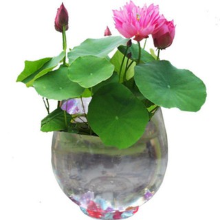 HẠT SEN MINI SIÊU RẺ GIÁ RẺ SẬP SÀN CHỈ 2K/HẠT ( 9 màu như hình) [shop uy tín]