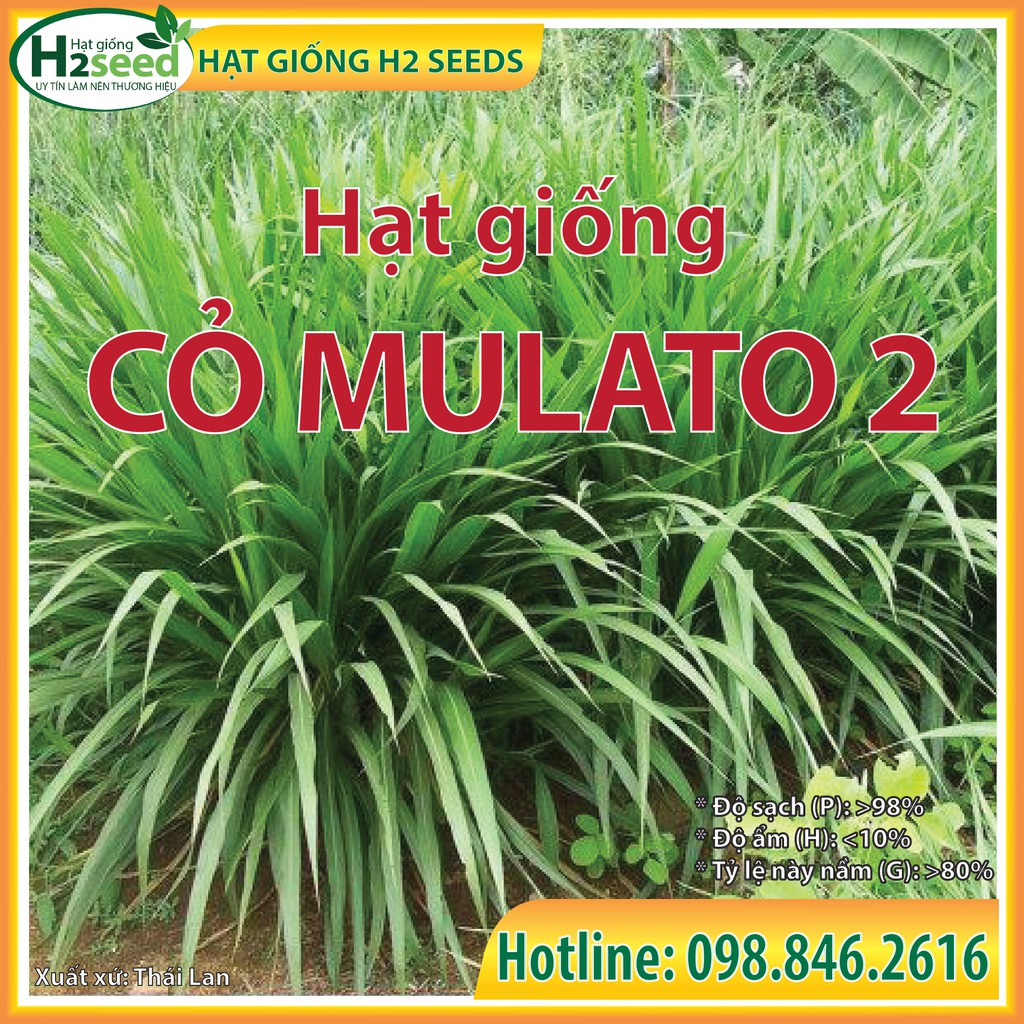 Hạt giống cỏ MULATO 2 - gói 2kg - Hạt Giống Cỏ siêu dinh dưỡng cho chăn nuôi bò sữa, dê, cừu, thỏ...
