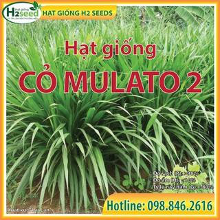 Hạt giống cỏ mulato 2 - gói 200g - cỏ chịu lạnh chịu hạn tốt, năng suất cao cho chăn nuôi bò sữa, dê, cừu, thỏ...