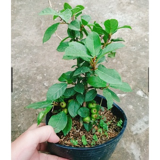 Sung Cảnh Siêu Quả. Sung Bonsai(  cây như hình trừ hình 1)