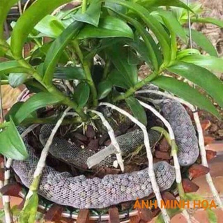 Phân Dê Túi Lưới Đã Xử Lý (Dài 10-11CM) Chuyên Hoa Lan