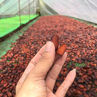 Bột Cacao Cà Phê CacaoMi 357g