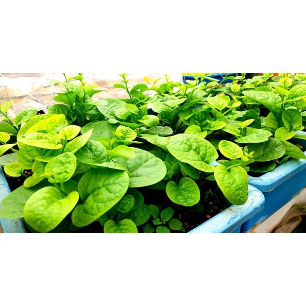 10 GRAM Hạt Giống Rau Mồng Tơi