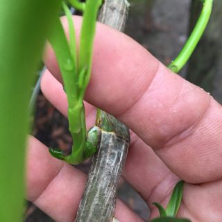 Kích mầm kie GK