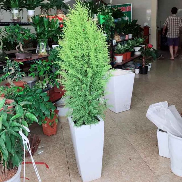 Cây 🌲 Tùng Thơm