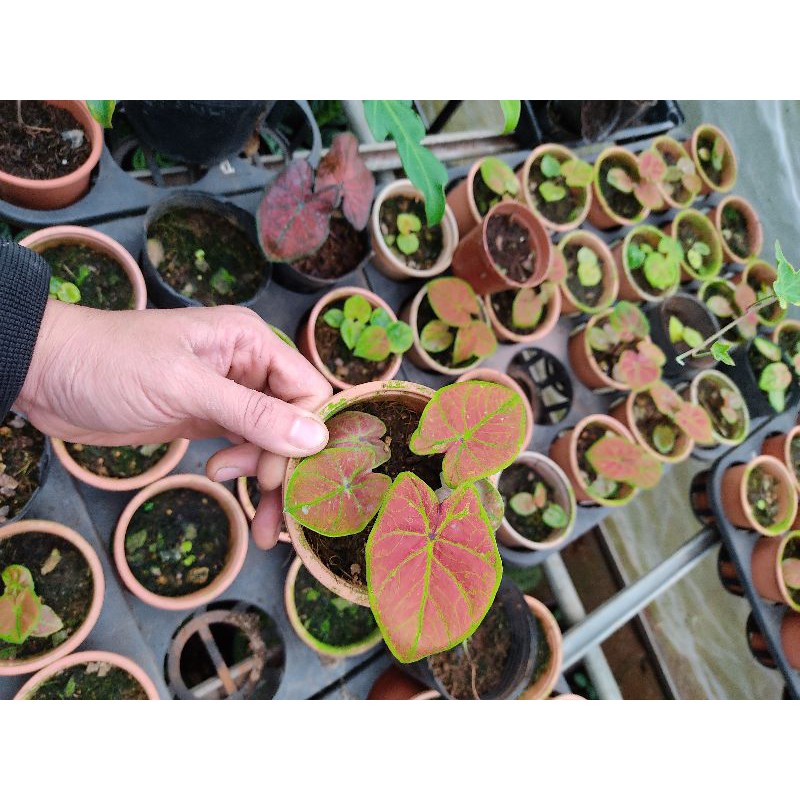 Chậu cứng môn đỏ - Caladium spring fling