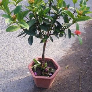 Cây hoa mẫu đơn thoát thân