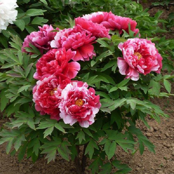 Hạt Giống Hoa Mẫu Đơn Mix Đủ Màu