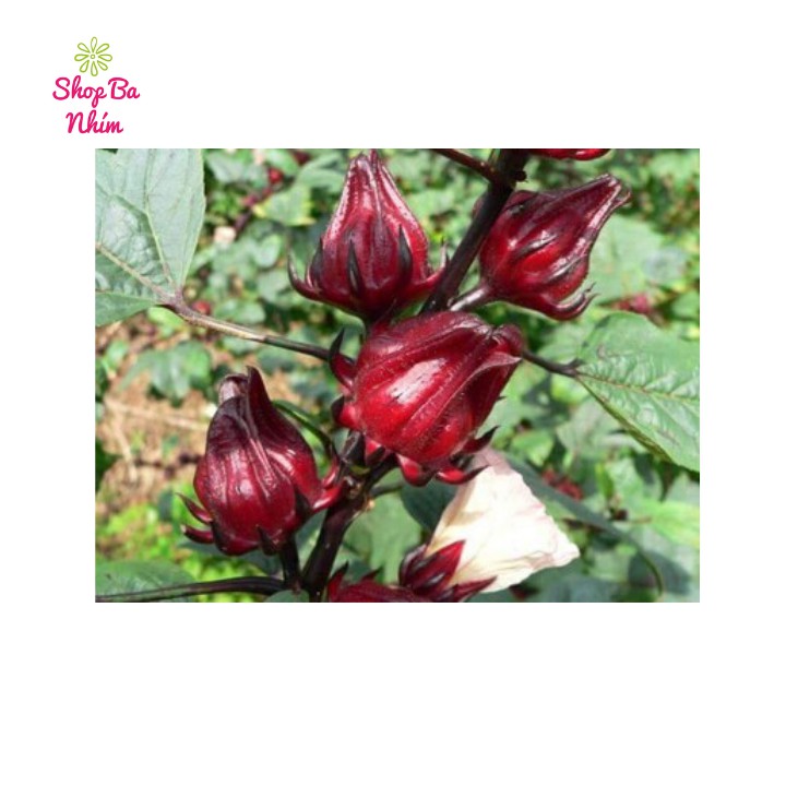 100g Trà hoa atiso đỏ khô / Hoa bụp giấm/ Hibicus khô Bình Thuận