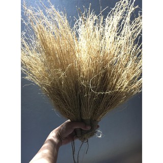 Rễ cỏ Vetiver trang trí