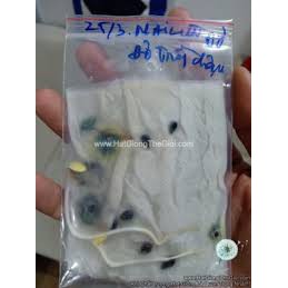 Hạt giống hoa Hoa Mai Đỏ dễ trồng