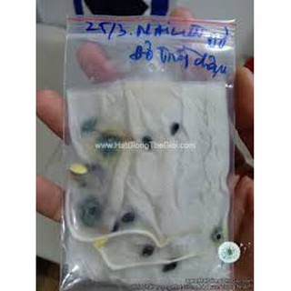 Hạt giống hoa Hoa Mai Đỏ dễ trồng