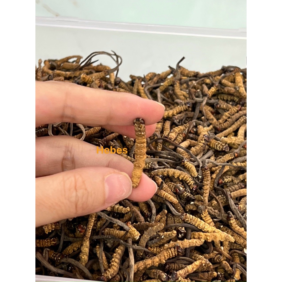 ĐÔNG TRÙNG HẠ THẢO MẮT ĐỎ THIÊN NHIÊN NÚI TUYẾT BHUTAN - 5GRAM SIZE GẪY