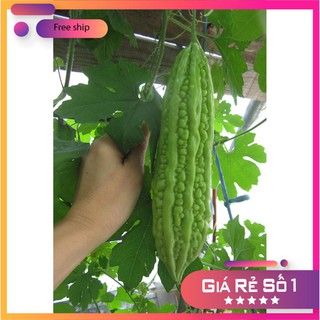 HẠT GIỐNG MƯỚP ĐẮNG - 2gr LUCKY.VN