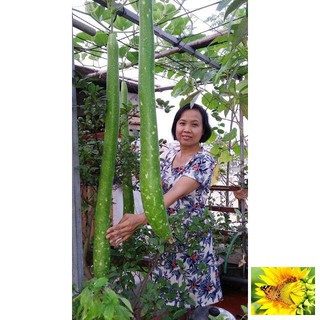 Hạt giống bầu dài 2m