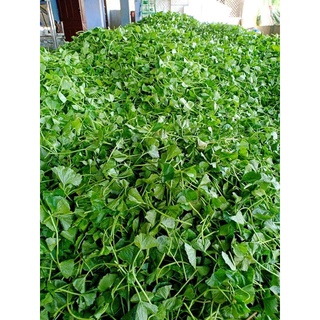 Rau má sấy