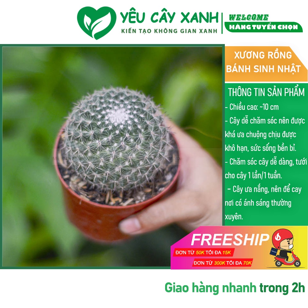 Cây Xương Rồng Bánh Sinh Nhật Tròn