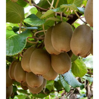Cây giống Kiwi