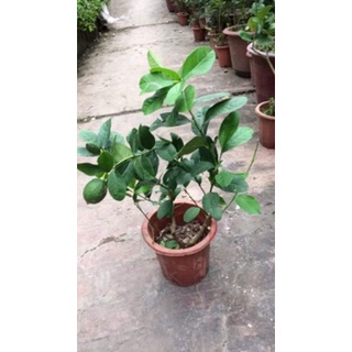 Cây Giống Chanh Vàng Eureka ( cây tốt)