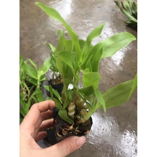 hoa phong lan trúc phật bà