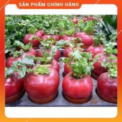 HẠT GIỐNG CỦ CẢI ĐỎ KHỔNG LỒ GÓI 10 HẠT