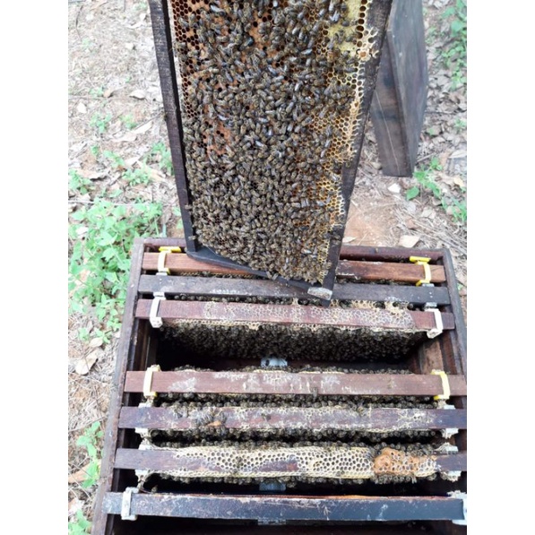 Mật Ong Nguyên Chất Hoa Rừng Keo 1 Lít