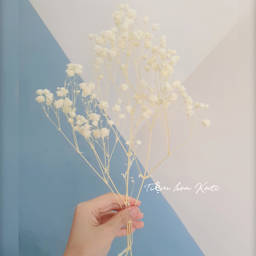 Hoa bi  BLOOM ướp trang trí nhà cửa, tiệc cưới vintage, làm đồ handmade, scrapbook