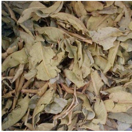 Lá vối khô 1kg hàng loại 1