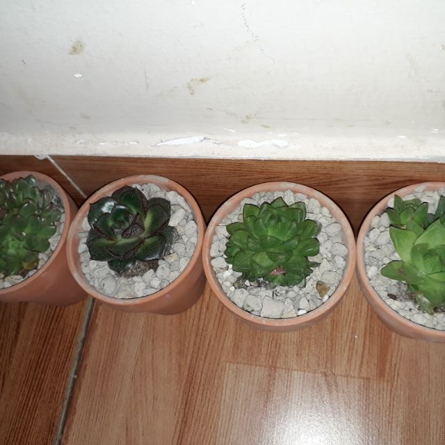 Mắm lăng co ngon ngon ngon ngon ngon anh ha hua hi ha hu he gu ta hu bi bo babe da de du ci cu ce ca