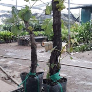 NHO PHÁP TRỒNG CHẬU