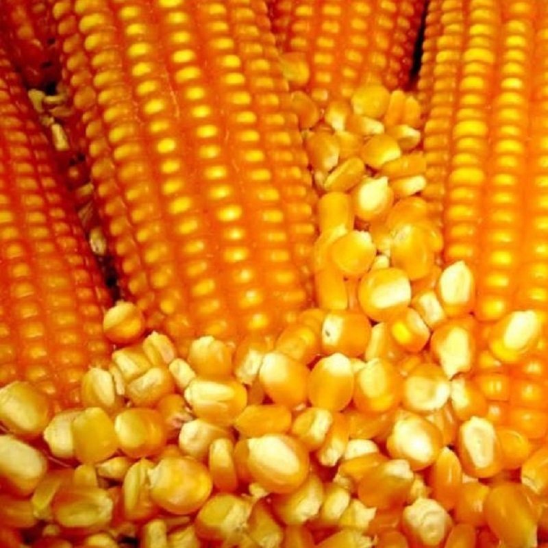Bắp hạt khô - Ngô hạt cho hamster, chim, gà gói 200gr