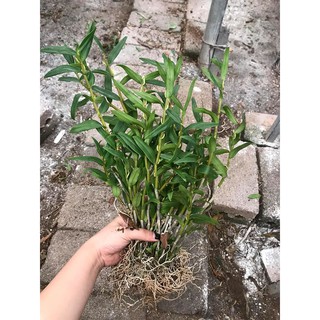 Hoa lan thạch hộc tía 200gram 99k