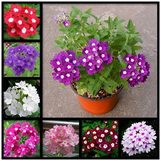 Hạt giống hoa vân anh (cúc Indo - cúc lá nho ) mix màu - 50 hạt/gói
