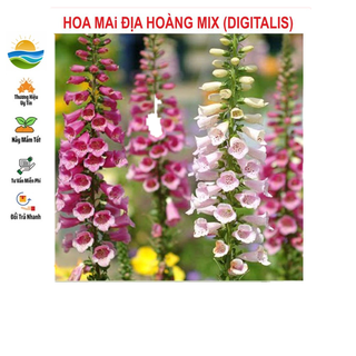 Hạt giống hoa mai địa hoàng mix 50 hạt