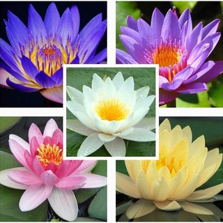 Mua 2  gói tặng 1 gói Hạt giống Hoa SÚNG MINI Thái