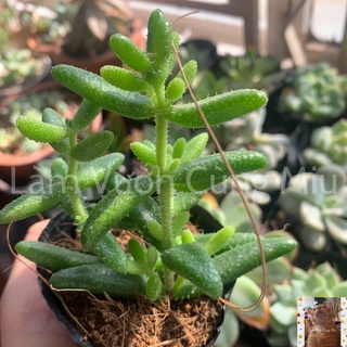 Sen Đá Mặt Nạ 😷😷😷 - Size Bầu