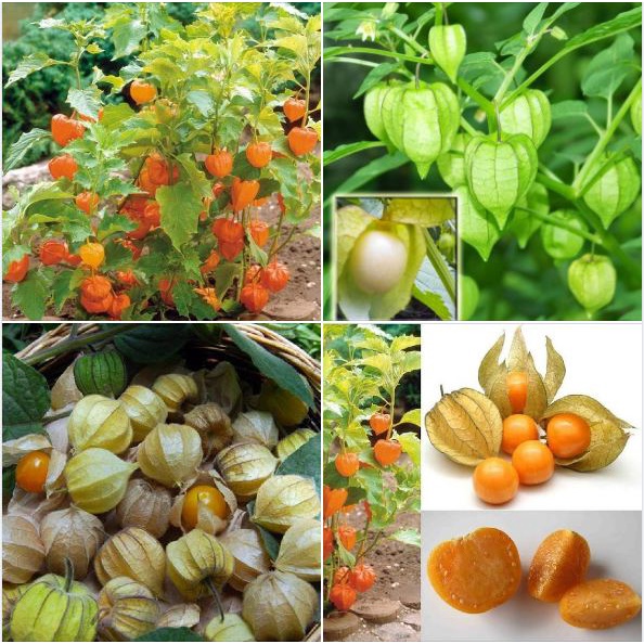 Hạt giống cây Cô Nương Vàng ( cây Thù Lù, Tầm bóp, Anh đào đât) tỷ lệ nảy mầm cao, siêu quả