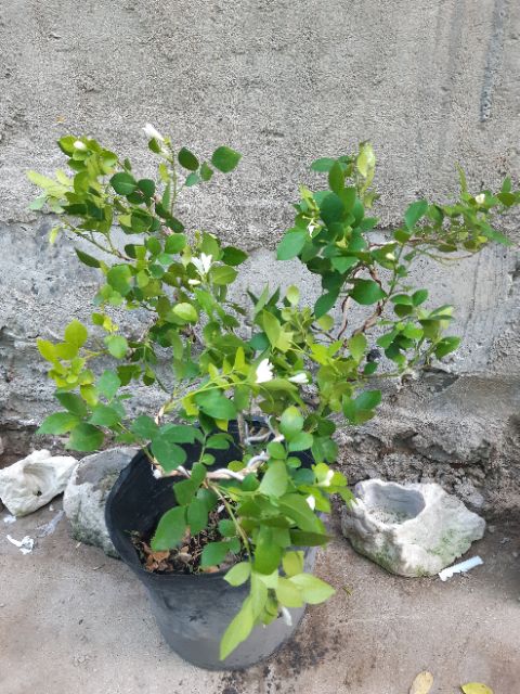 Cây nguyệt quế bonsai mini siêu bông