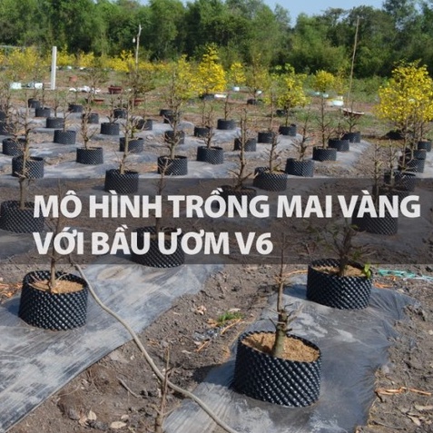 Bầu ươm cây V6 cao 20cm loại dày , nhựa bầu cây - kèm bộ vít bắt