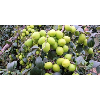 [CHỈ GIAO TPHCM] Táo xanh Ninh Thuận giòn ngọt (1kg - 3kg)