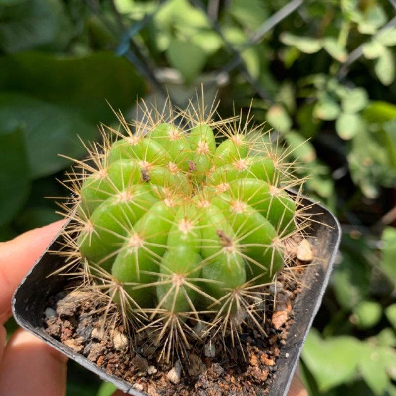 Xương rồng bí xanh- con giống rễ trần