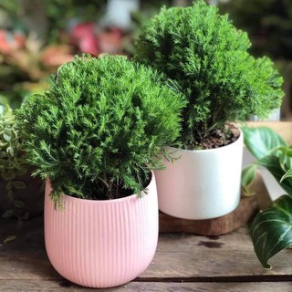 cây Tùng bồng lai