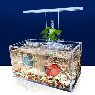 Bể cá betta 2 ngăn trong suốt