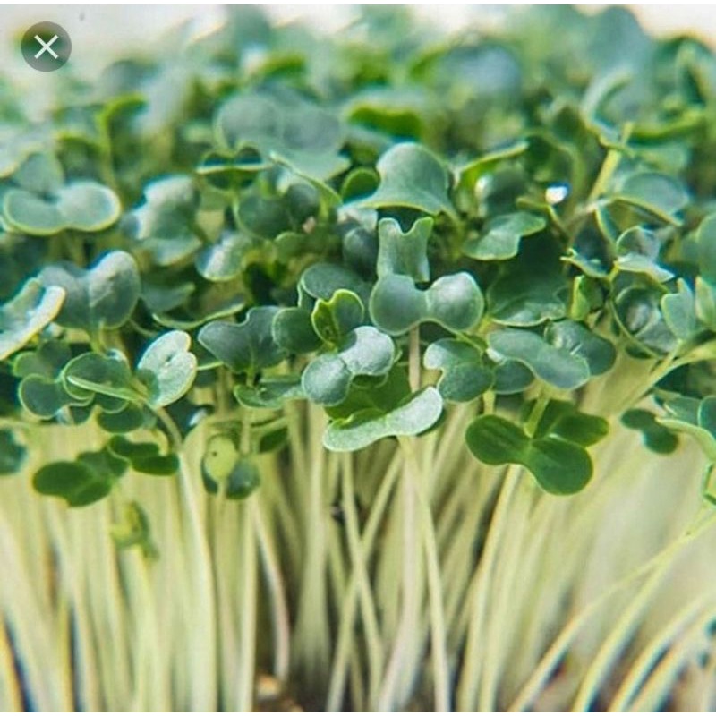 500g hạt rau mầm tân tây lan mầm củ cải trắng