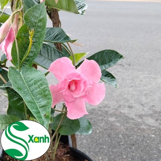 Hoa Hồng Anh Cánh Kép